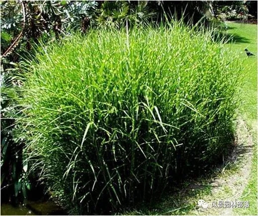 巧妙識(shí)別23種景觀設(shè)計(jì)常用觀賞草