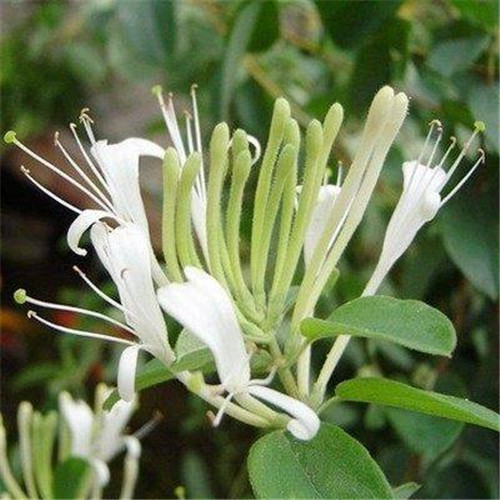 這花卉種庭院美哭了，清香撲面，花瓣搖曳