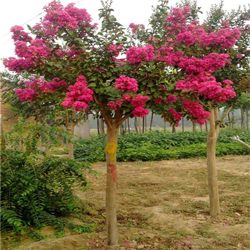 這花卉種庭院美哭了，清香撲面，花瓣搖曳