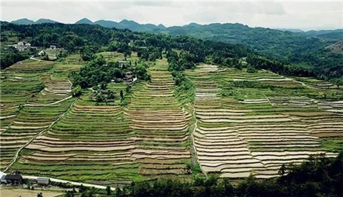 酉陽(yáng)龍甲梯田：繪出醉美的大地曲線
