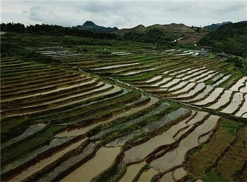 酉陽(yáng)龍甲梯田：繪出醉美的大地曲線