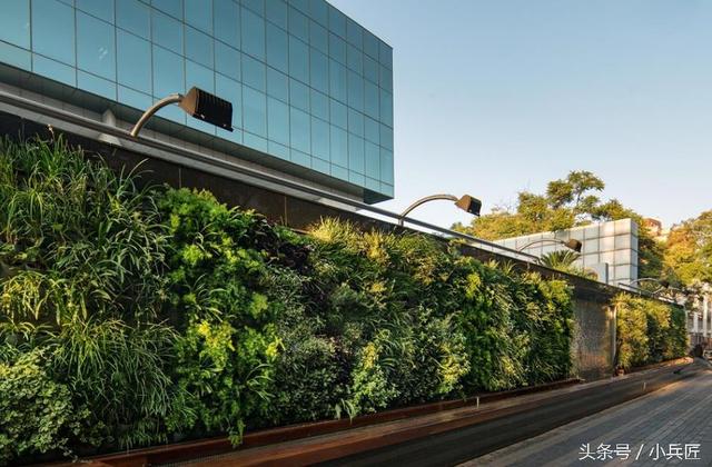 什么植物才適合用來做室外垂直綠化？