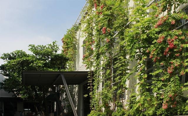 什么植物才適合用來做室外垂直綠化？