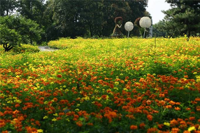 北京植物園百萬夏花進(jìn)入觀賞期 還將舉辦科普活動