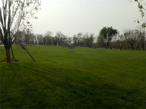 園冶杯專業(yè)獎(jiǎng)：昌黎產(chǎn)業(yè)小鎮(zhèn)項(xiàng)目園林景觀