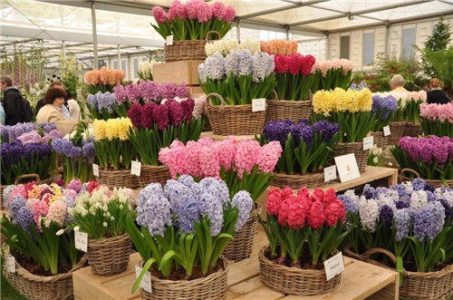 中國(guó)最時(shí)尚的未來(lái)花世界，帶你一探究竟！