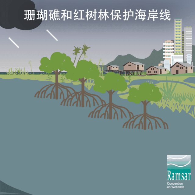 第24個世界濕地日：濕地與生物多樣性