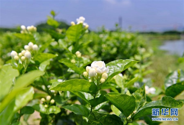 李樹華：園藝療法保持復(fù)工后身心健康