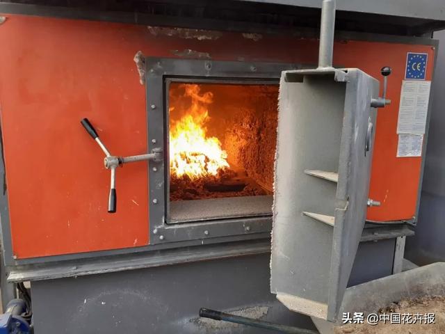大量國(guó)際花展取消，眾多國(guó)家花企深陷困境