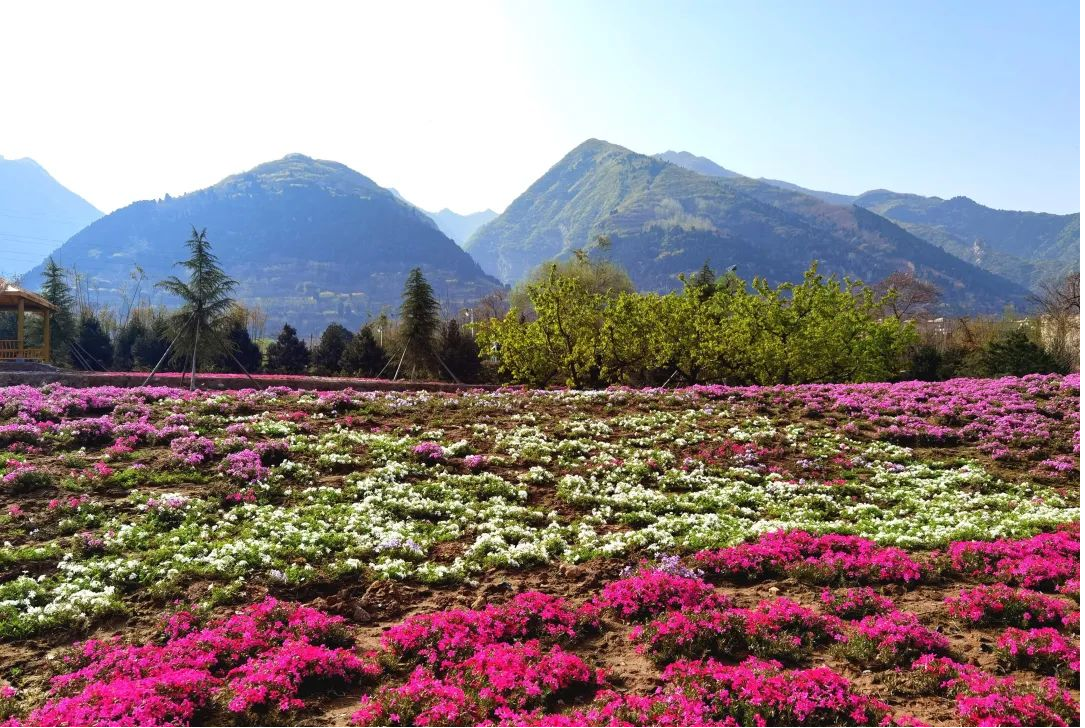 黎妮:為西部美麗鄉村注入新活力