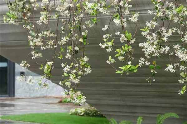 天安千樹(shù)濱河花園及一二樓平臺(tái)花園
