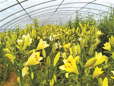 北京林業(yè)大學的“繁花”創(chuàng)新之路