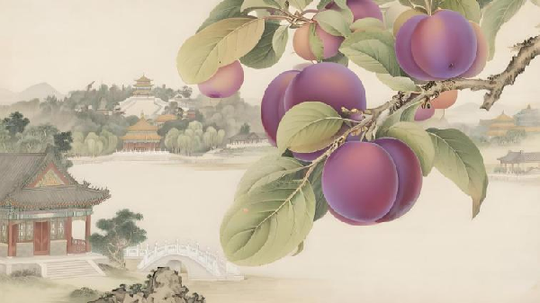 碩果飄香·豐涵海淀丨海淀李子：紫玉垂枝，酸甜馥郁