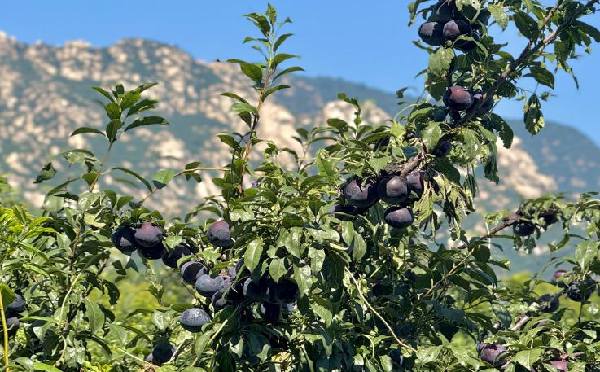 碩果飄香·豐涵海淀丨海淀李子：紫玉垂枝，酸甜馥郁