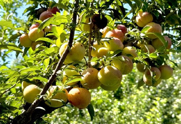 碩果飄香·豐涵海淀丨海淀李子：紫玉垂枝，酸甜馥郁