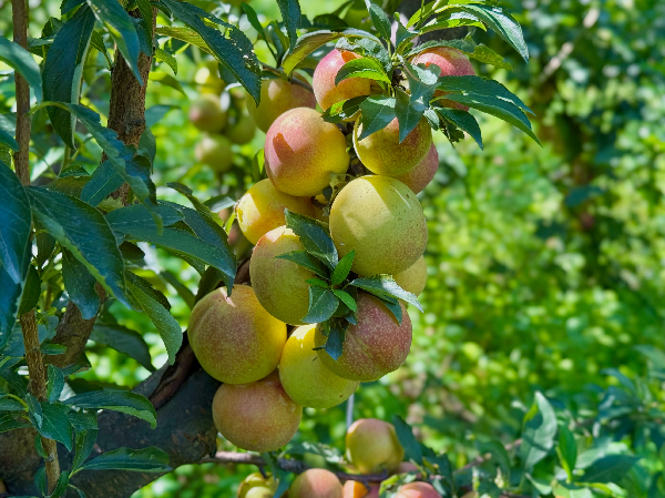 碩果飄香·豐涵海淀丨海淀李子：紫玉垂枝，酸甜馥郁