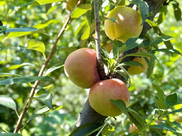 碩果飄香·豐涵海淀丨海淀李子：紫玉垂枝，酸甜馥郁
