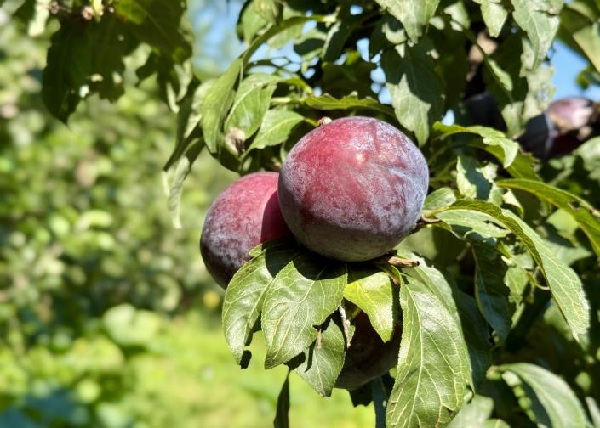 碩果飄香·豐涵海淀丨海淀李子：紫玉垂枝，酸甜馥郁