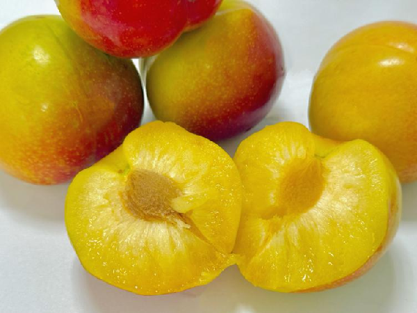 碩果飄香·豐涵海淀丨海淀李子：紫玉垂枝，酸甜馥郁