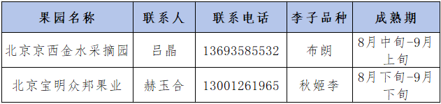 碩果飄香·豐涵海淀丨海淀李子：紫玉垂枝，酸甜馥郁