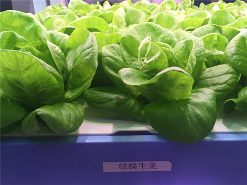 “優(yōu)雅蔬菜”誕生記：訪全球最大植物工廠