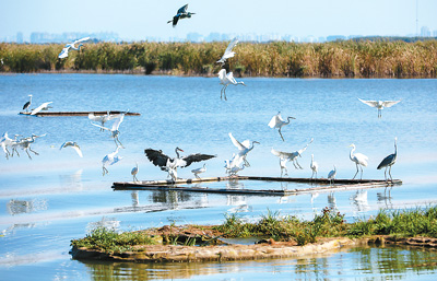 平原碧波衡水湖，一湖碧水靚平原